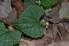 Solena amplexicaulis